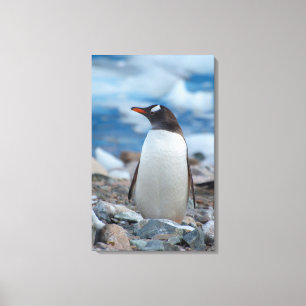 Impressão Em Tela Antártida. Porto Neko. Pinguim-gentoo