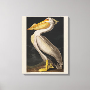 Impressão Em Tela Antigo Pelicano Branco de John James Audubon Coste