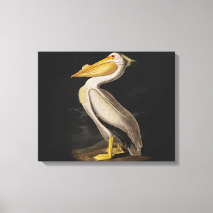 Impressão Em Tela Antigo Pelicano Branco de John James Audubon Coste