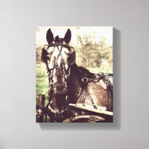 Appaloosa em Harness