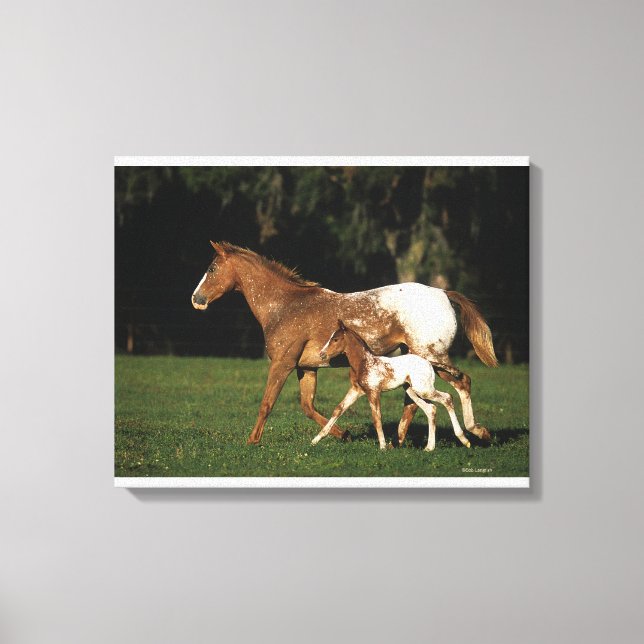 Impressão Em Tela Appaloosa Mare E Foal (Frente)