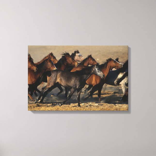 Impressão Em Tela Árabes correndo no deserto (Frente)