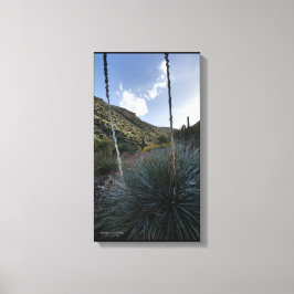 Impressão Em Tela Arizona de Imagens Cênicas das Plantas de Sotol do