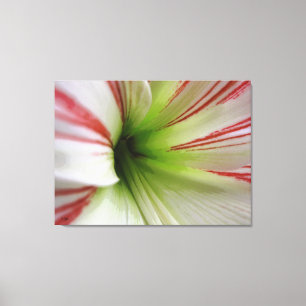 Impressão Em Tela Arte branca e vermelha da flor do Amaryllis