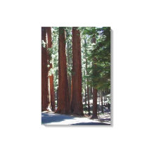 Arte de Parede de Árvores Sequoia de Florestas Red