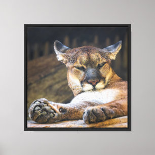 Impressão Em Tela Arte de Parede Leão da Montanha Puma em Repouso Fo