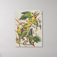 Arte de Pássaro do Periquito-da-Carolina Audubon V