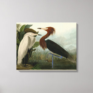 Impressão Em Tela Arte de Pássaro: Gravura do Garça Roxa de Audubon: