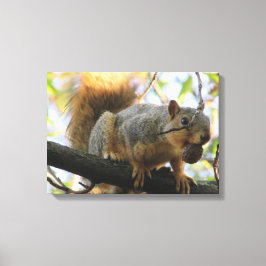 Impressão Em Tela Arte em Tela de Fotografia de Esquilo Fofo Seguran