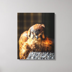 Impressão Em Tela Arte em Tela de Quiriri Retrato de Falcão