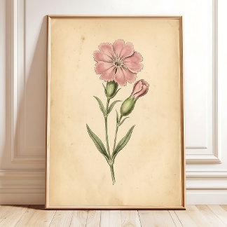 Impressão em Tela Arte Flor Silene Vintage