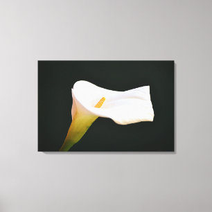 Impressão Em Tela Arte Fotográfico Dramático da Flor de Lírio Calla