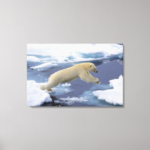 Impressão Em Tela Ártico, Svalbard, Urso Polar estendendo