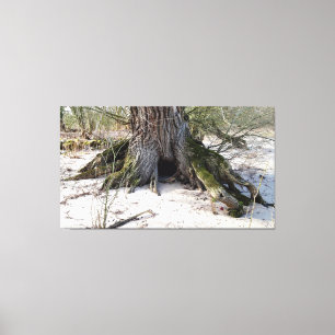 Impressão Em Tela Árvore antiga na margem do rio, vida na praia