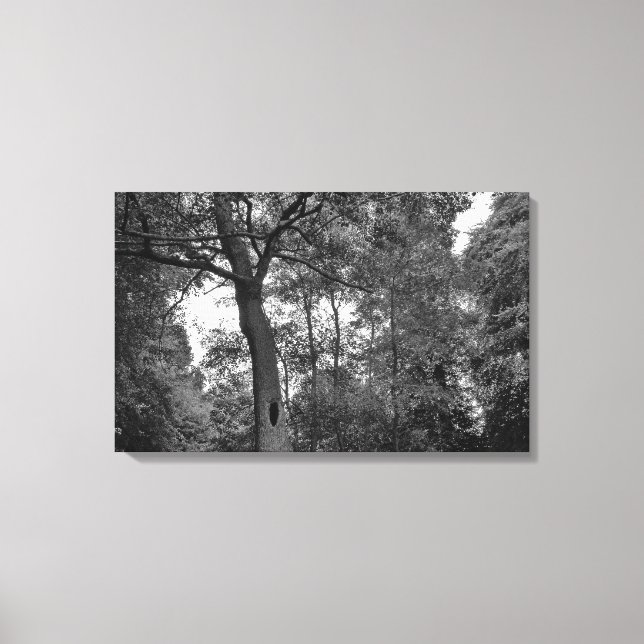 Impressão Em Tela Árvore com buraco misterioso II (Frente)