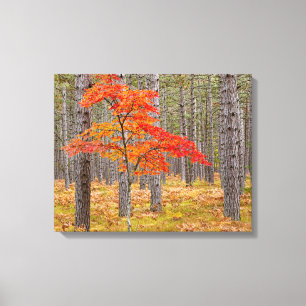 Impressão Em Tela Árvore de bordo com cores de outono