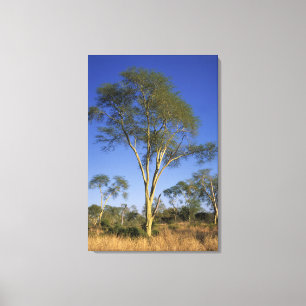 Impressão Em Tela Árvore De Febre (Acacia Xanthophloea), Punda Mari