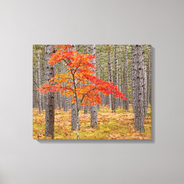 Impressão Em Tela Árvore de Mapeamento com Cores de Outono (Frente)