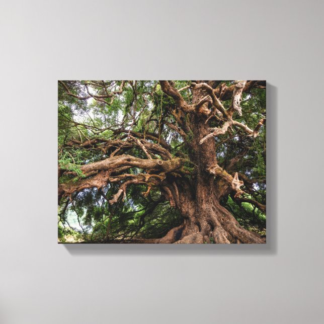 Impressão Em Tela Árvore de Oliveiras Rústica (Frente)