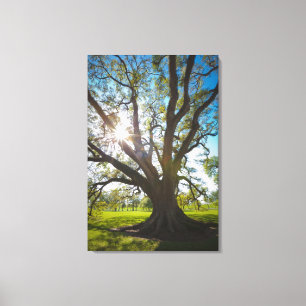Impressão Em Tela Árvore do sul de Live Oak
