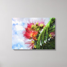 Árvore Florindo Mimosa Rosa 