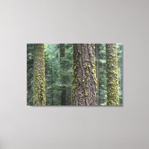 Impressão Em Tela Árvores de sequóia gigante na floresta, Sequoia e