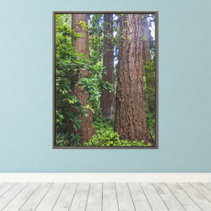 Impressão Em Tela Árvores Douglas Fir Floresta Exuberante Fotográfic
