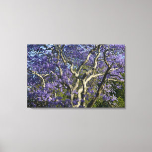 Impressão Em Tela Árvores Jacaranda em Floração no Parque New Farm,