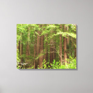 Impressão Em Tela Árvores Redwood no Monumento Nacional Muir Woods