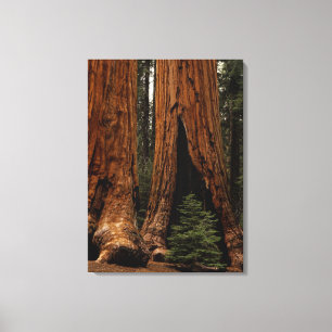 Impressão Em Tela Árvores Redwood, Parque Nacional Sequoia.