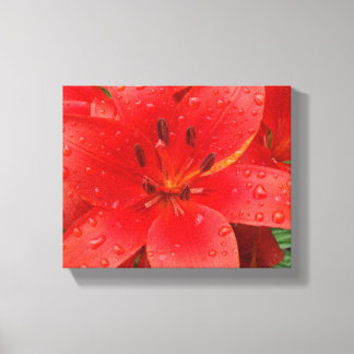 Impressão Em Tela Asiatic Lily