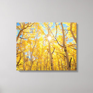 Impressão Em Tela Aspen Árvores Serra Nevada, CA