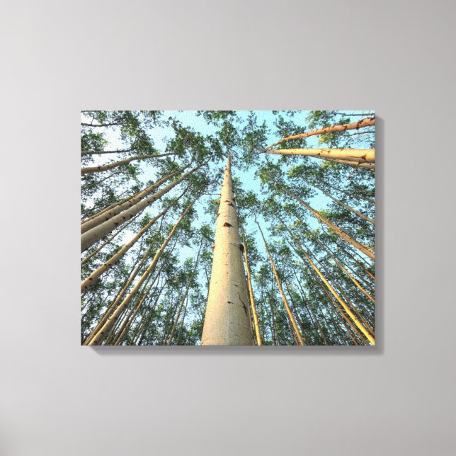 Impressão Em Tela Aspen Trunfos E Folhas, Yukon (Frente)