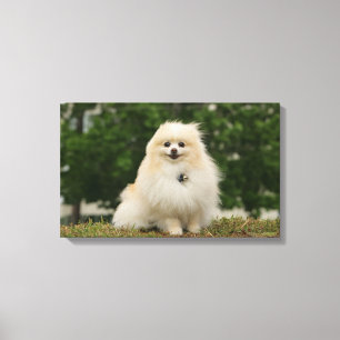 Impressão Em Tela Assento de Pomeraning