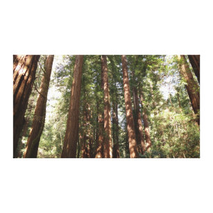 Impressão Em Tela Até Sequoias II no Monumento Nacional de Muir Wood