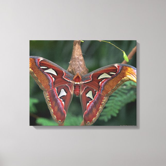 Impressão Em Tela Atlas moth (Frente)
