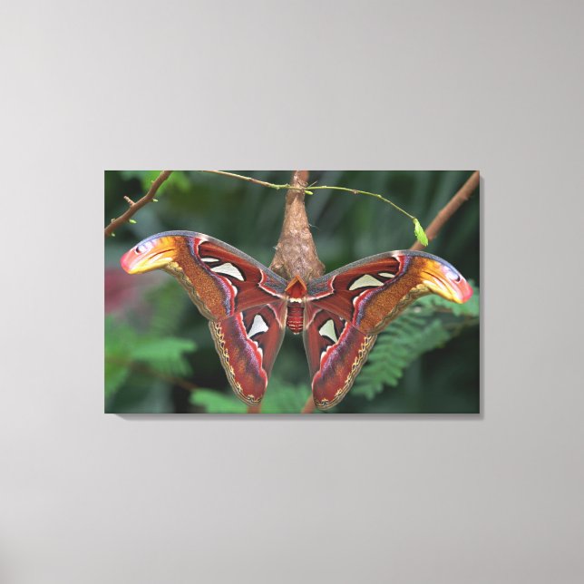 Impressão Em Tela Atlas moth (Frente)
