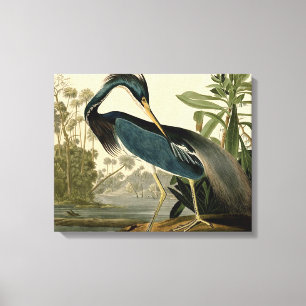Impressão Em Tela Audubon Garça da Louisiana Pássaros América Arte