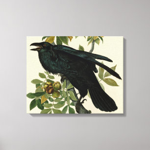 Impressão Em Tela Audubon Raven Bird Classic Trabalho de arte