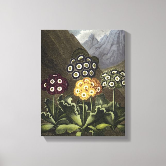 Impressão Em Tela Auriculas de John Robert Thornton (Frente)