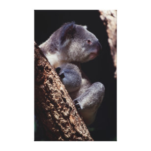 Impressão Em Tela Austrália, Fim-Acima do Koala (Phascolarctos