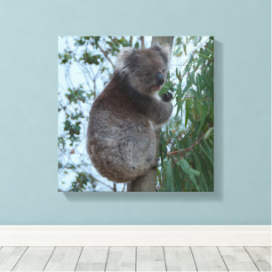 Impressão Em Tela Austrália Kangaroo Island Koala em uma árvore