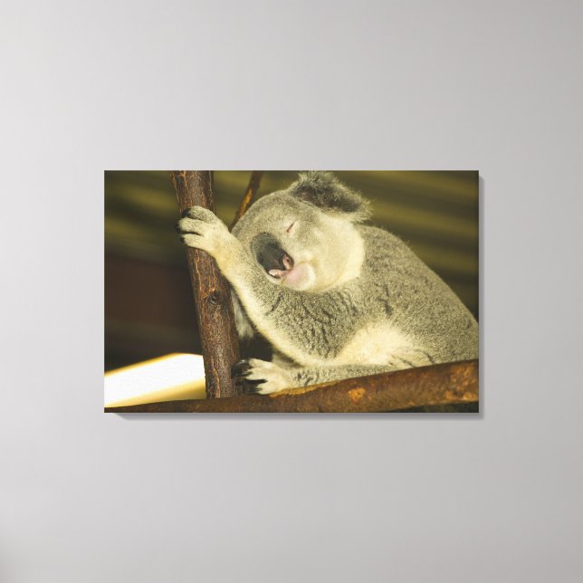 Impressão Em Tela Austrália, Queensland, Brisbane. Árvore Fig (Frente)