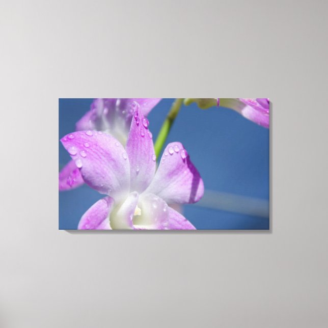 Impressão Em Tela Austrália, Território Norte, Darwin (Frente)