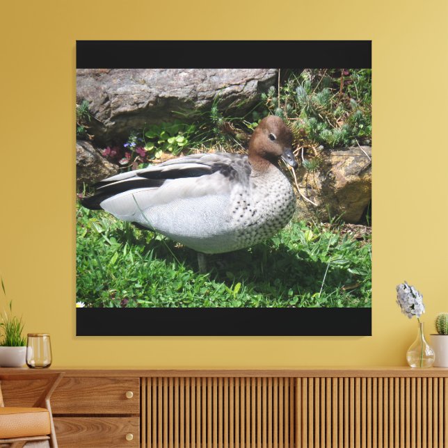 Impressão Em Tela Australian Wood Duck in Tranquil Garden (Insitu(Sala de estar))