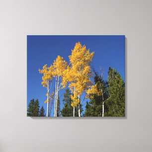 Impressão Em Tela Autumn Aspen Brilliance e Colorado Blue Skies