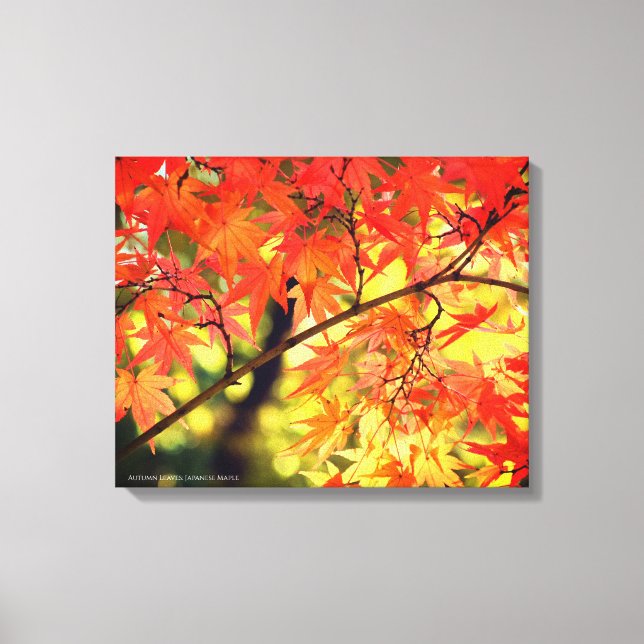 Impressão Em Tela Autumn Leaves [Canvas Print] (Frente)