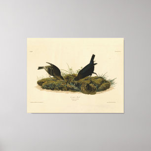 Impressão Em Tela Ave-caneta-Vaca (Cowbird) Aves da América