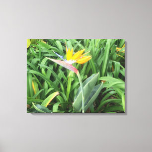 Impressão Em Tela Ave da planta do paraíso (Strelitzia)
