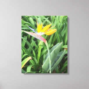 Impressão Em Tela Ave da planta do paraíso (Strelitzia)